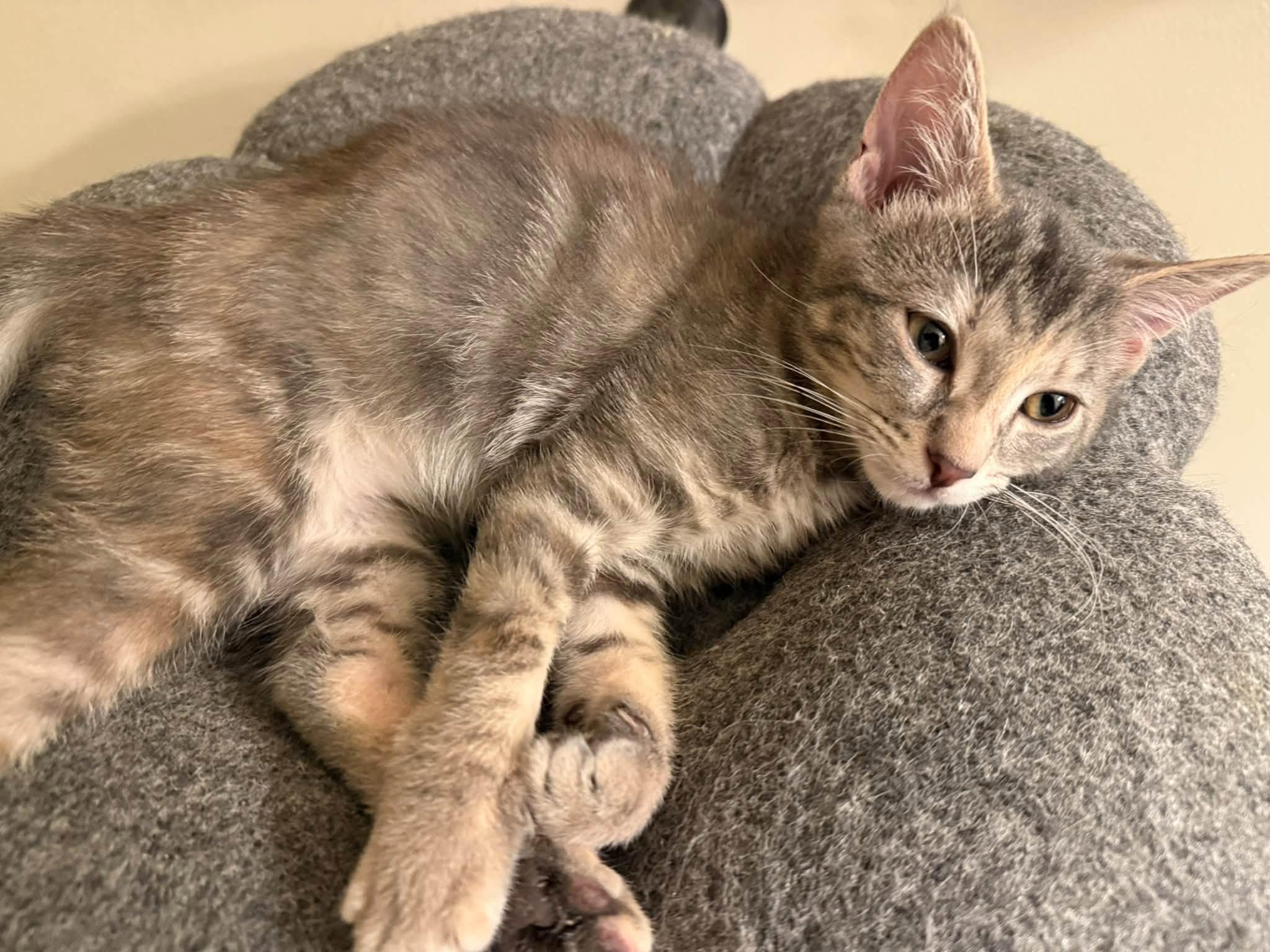Enlarge Luna - Kitten, a Adoptable Domestic Short Hair in Enfield, CT image 2/6