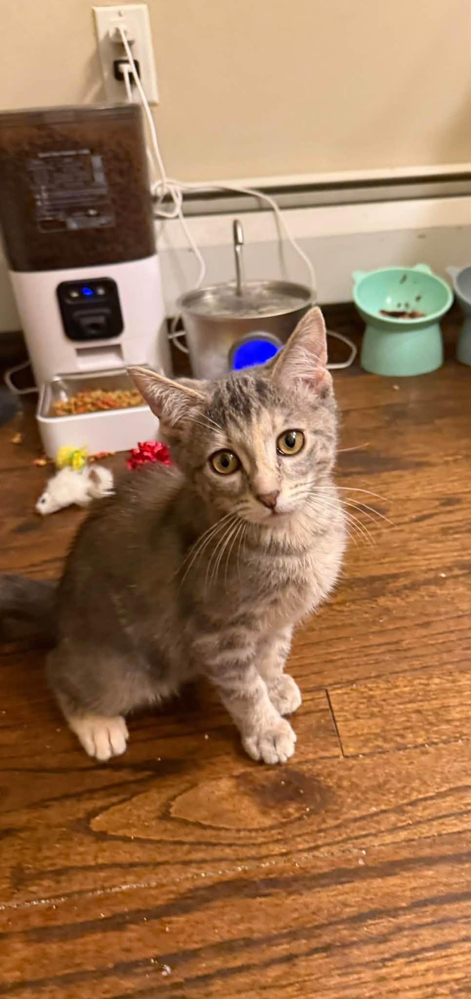 Enlarge Luna - Kitten, a Adoptable Domestic Short Hair in Enfield, CT image 3/6