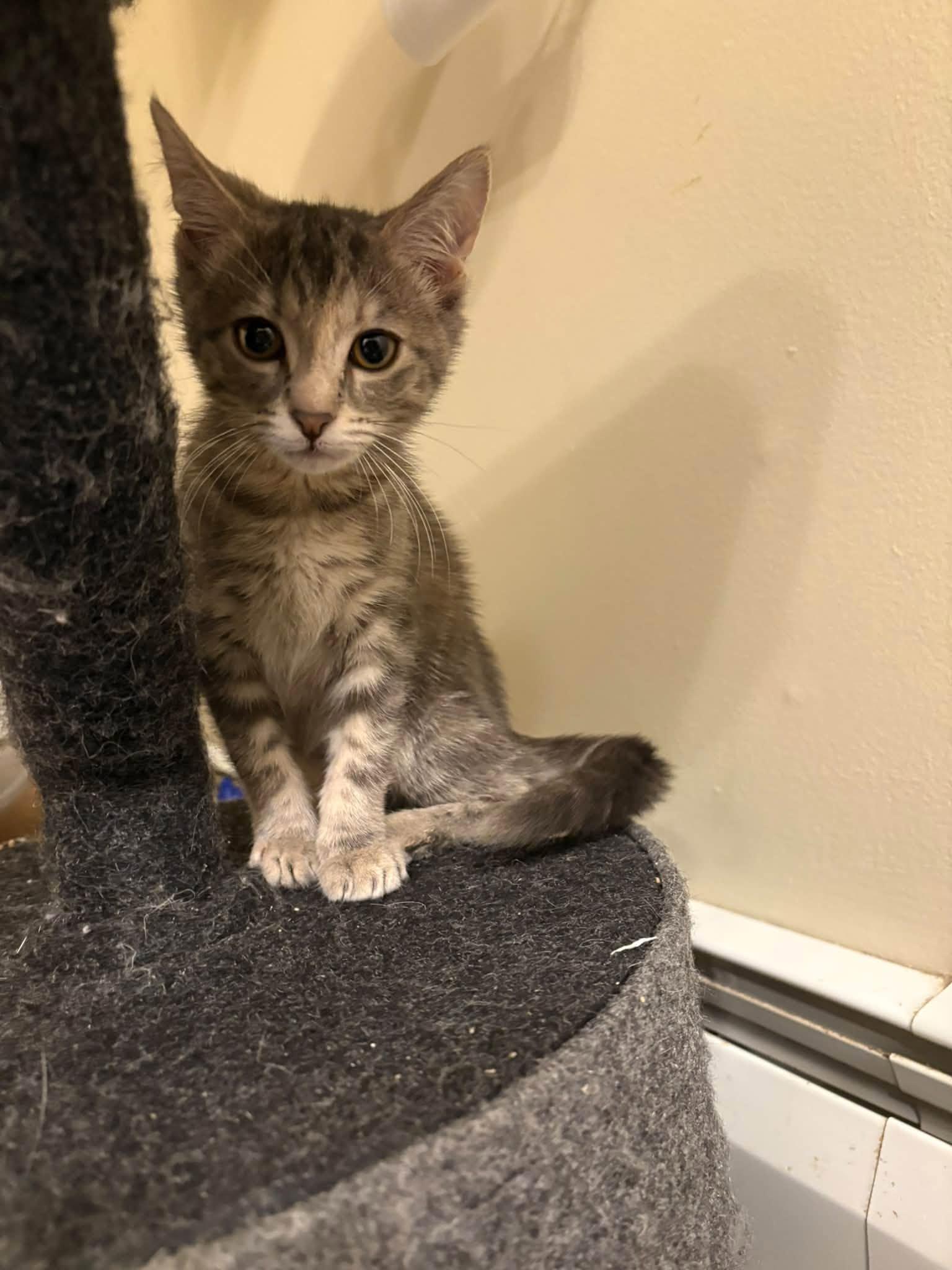Enlarge Luna - Kitten, a Adoptable Domestic Short Hair in Enfield, CT image 4/6
