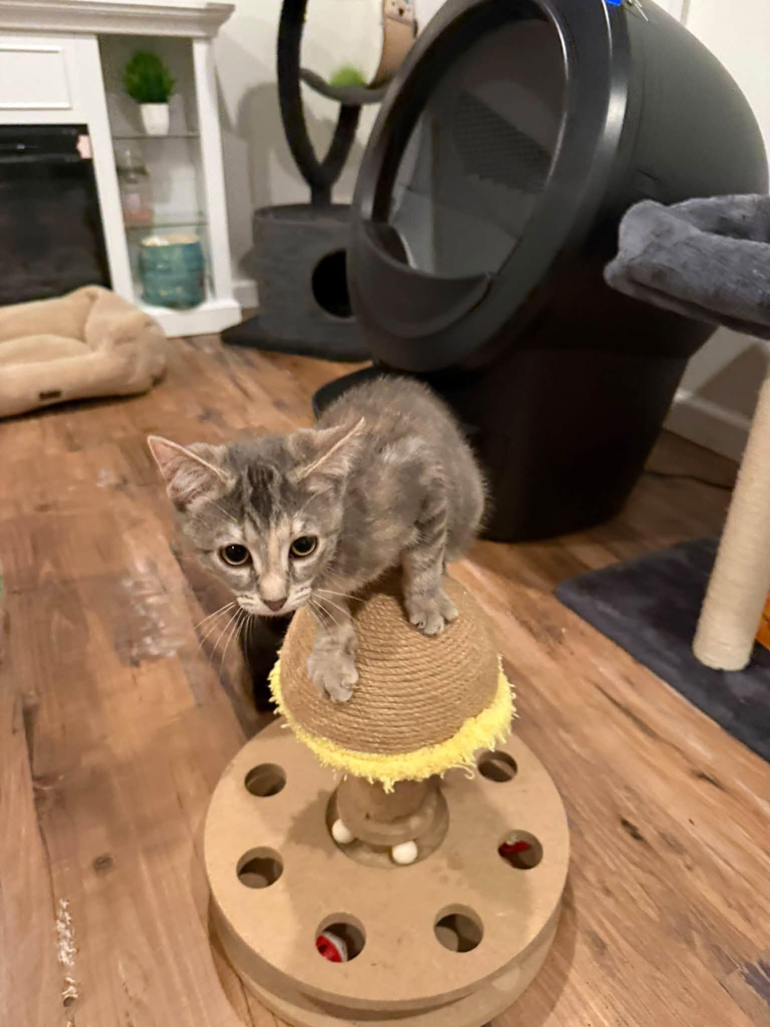Enlarge Luna - Kitten, a Adoptable Domestic Short Hair in Enfield, CT image 5/6