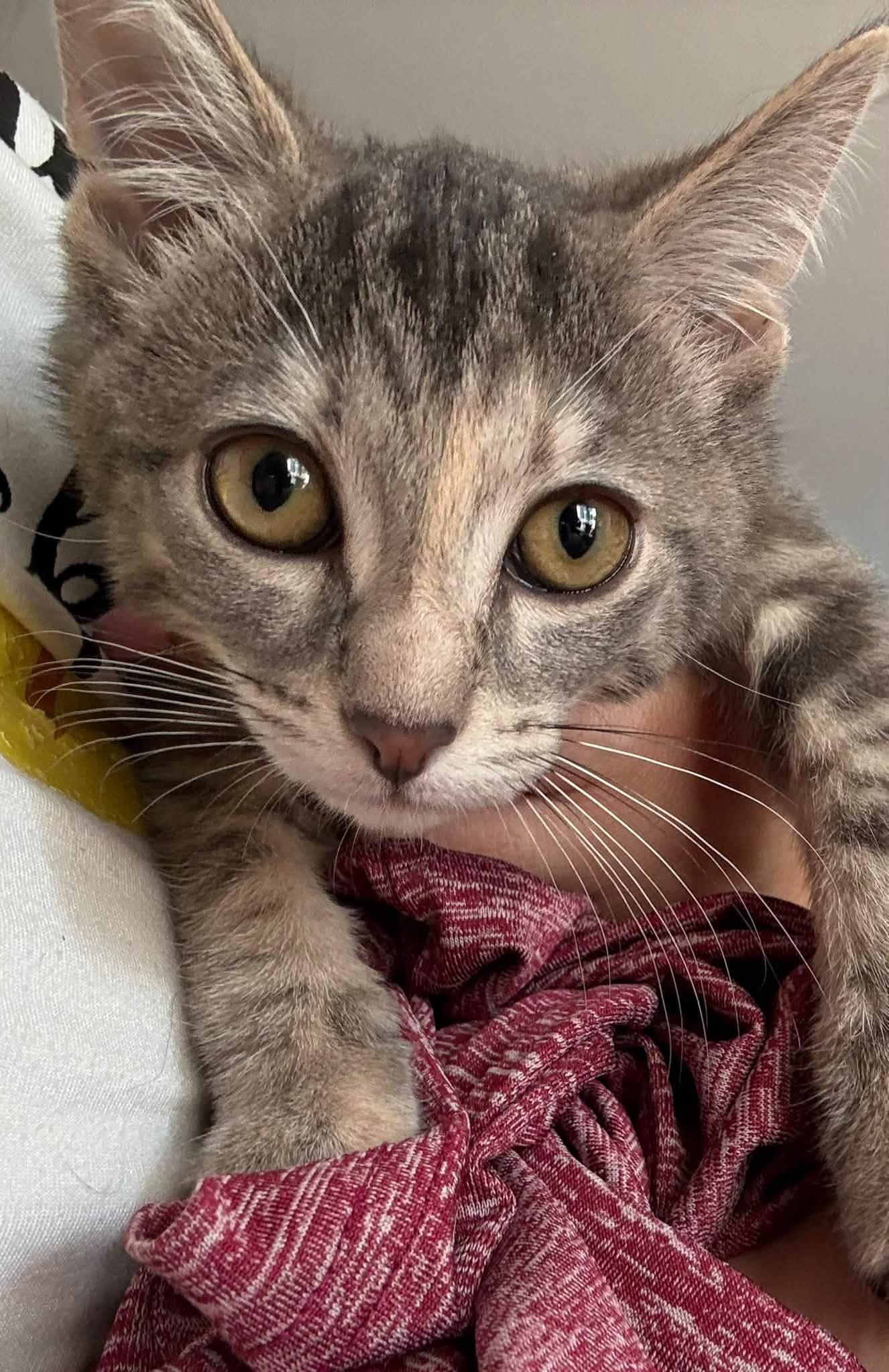 Enlarge Luna - Kitten, a Adoptable Domestic Short Hair in Enfield, CT image 6/6