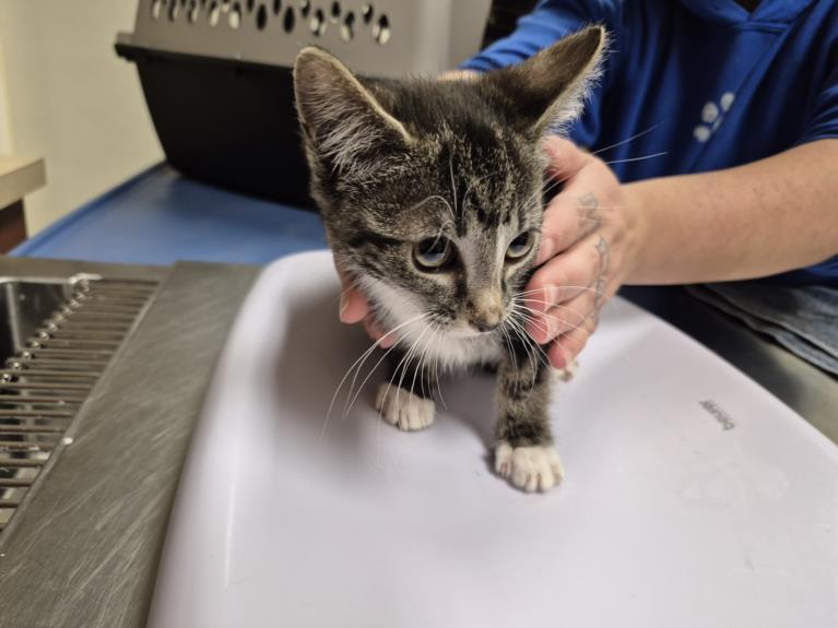 VENUS, Adoptable, Kitten Female Domestic Short Hair.