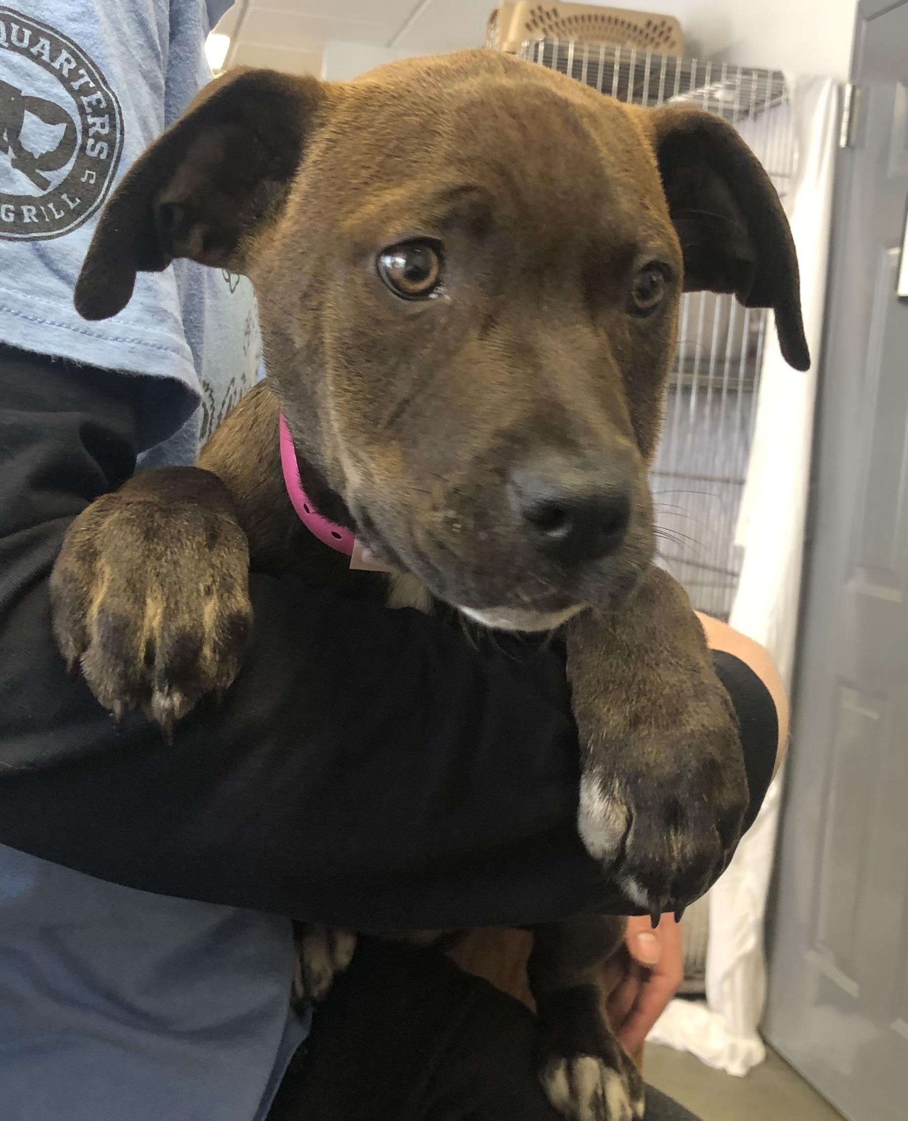 Enlarge Timber, a ADOPTABLE mixed breed in Parma, OH image 1/1