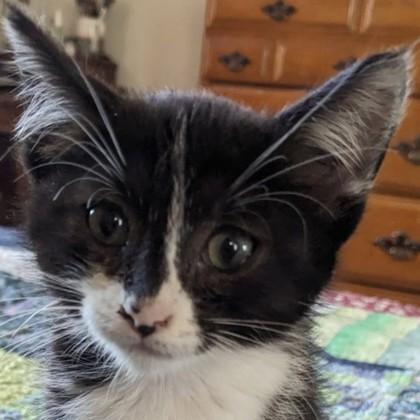 Clara, Adoptable, Kitten Female Domestic Short Hair & Domestic Short Hair.