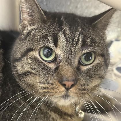 Mr. Pickles, ADOPTABLE, Adult Male Domestic Short Hair.