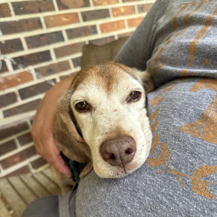 Enlarge Bagel, a ADOPTABLE Beagle in Franklin, TN image 3/6