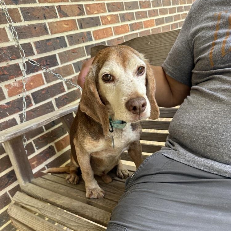 Enlarge Bagel, a ADOPTABLE Beagle in Franklin, TN image 5/6