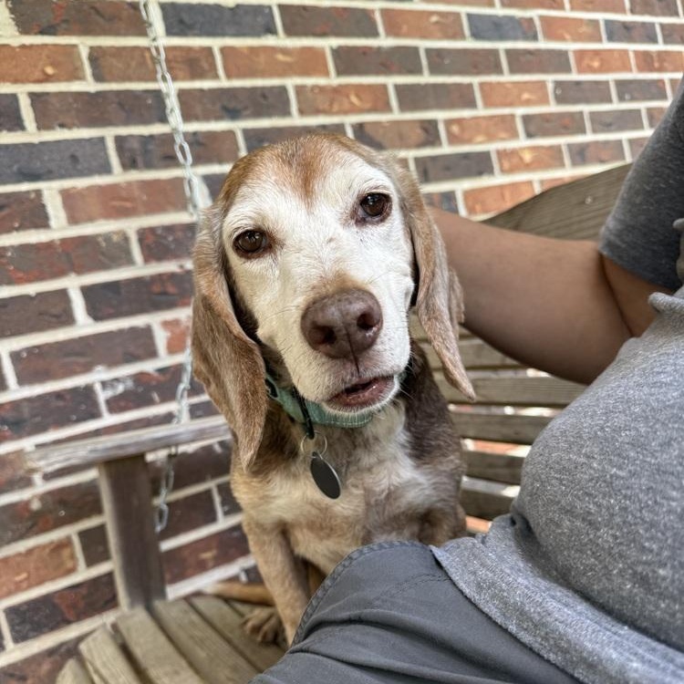 Enlarge Bagel, a ADOPTABLE Beagle in Franklin, TN image 4/6