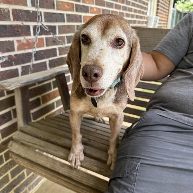 Enlarge Bagel, a ADOPTABLE Beagle in Franklin, TN image 2/6