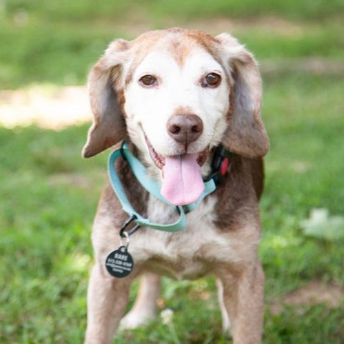 Bagel, ADOPTABLE, Senior Male Beagle.