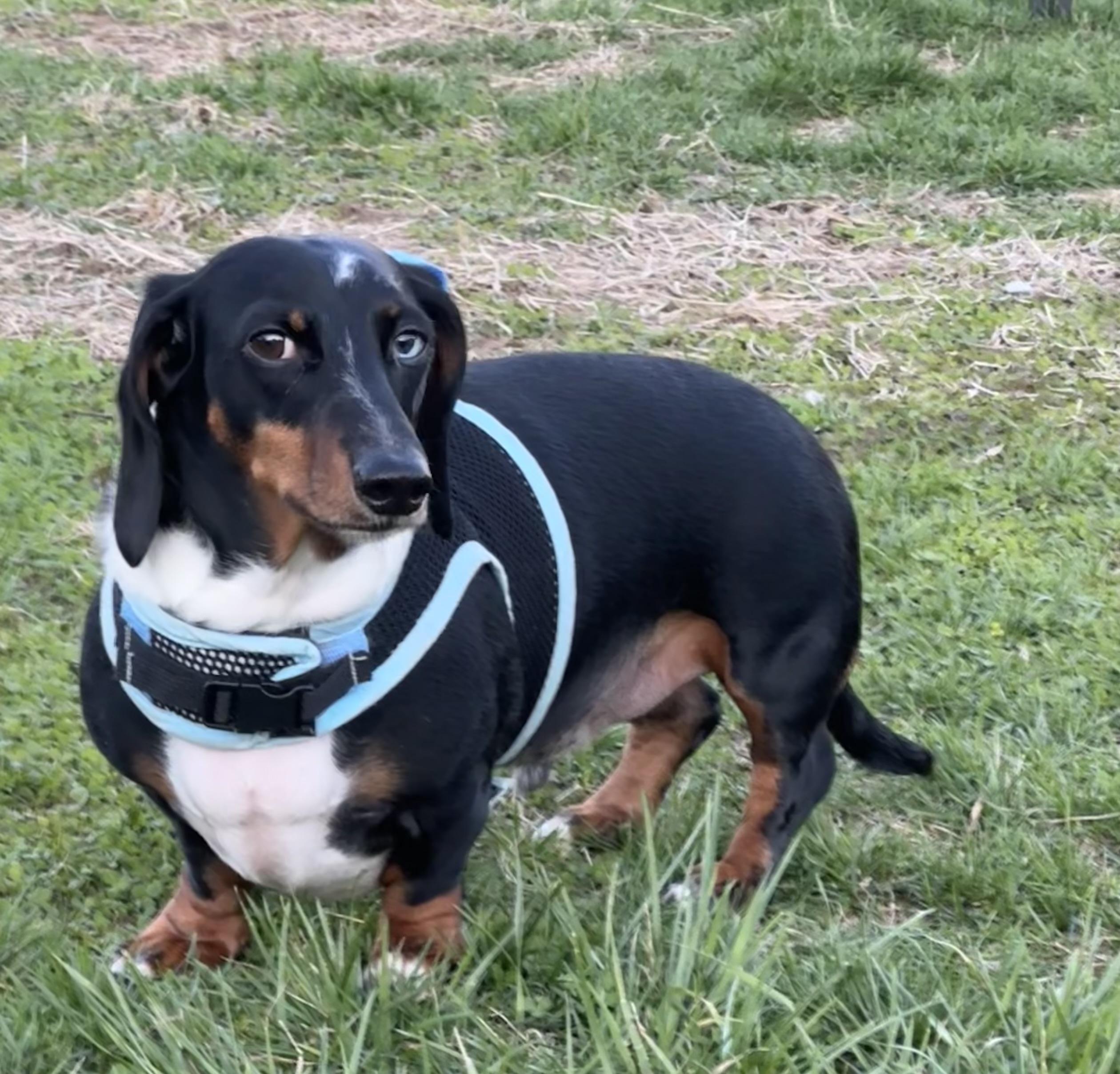 Enlarge Max - OHIO ONLY, a ADOPTABLE Dachshund in Lebanon, OH image 2/3