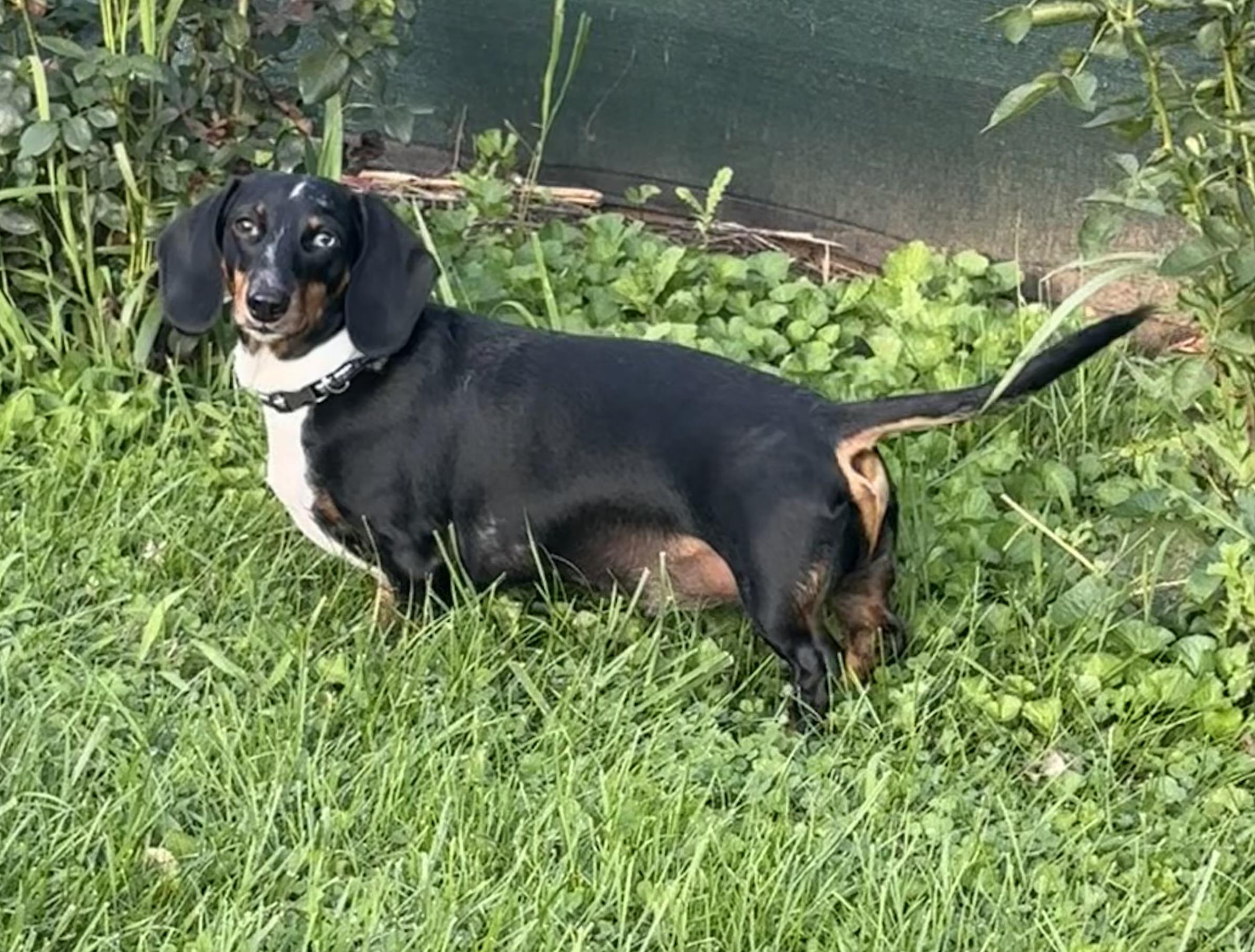 Luken - OHIO ONLY, ADOPTABLE, Young Male Dachshund.