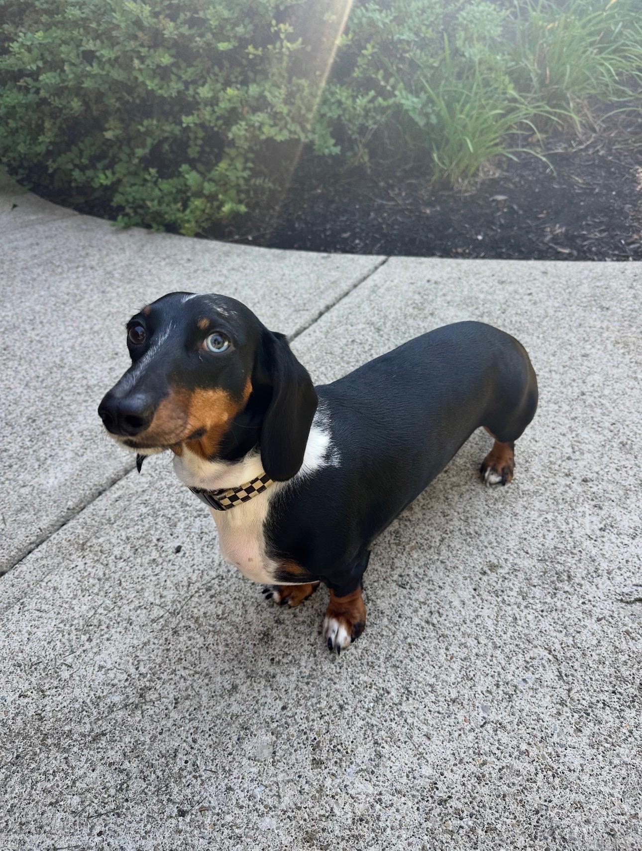 Enlarge Max - OHIO ONLY, a ADOPTABLE Dachshund in Lebanon, OH image 1/3
