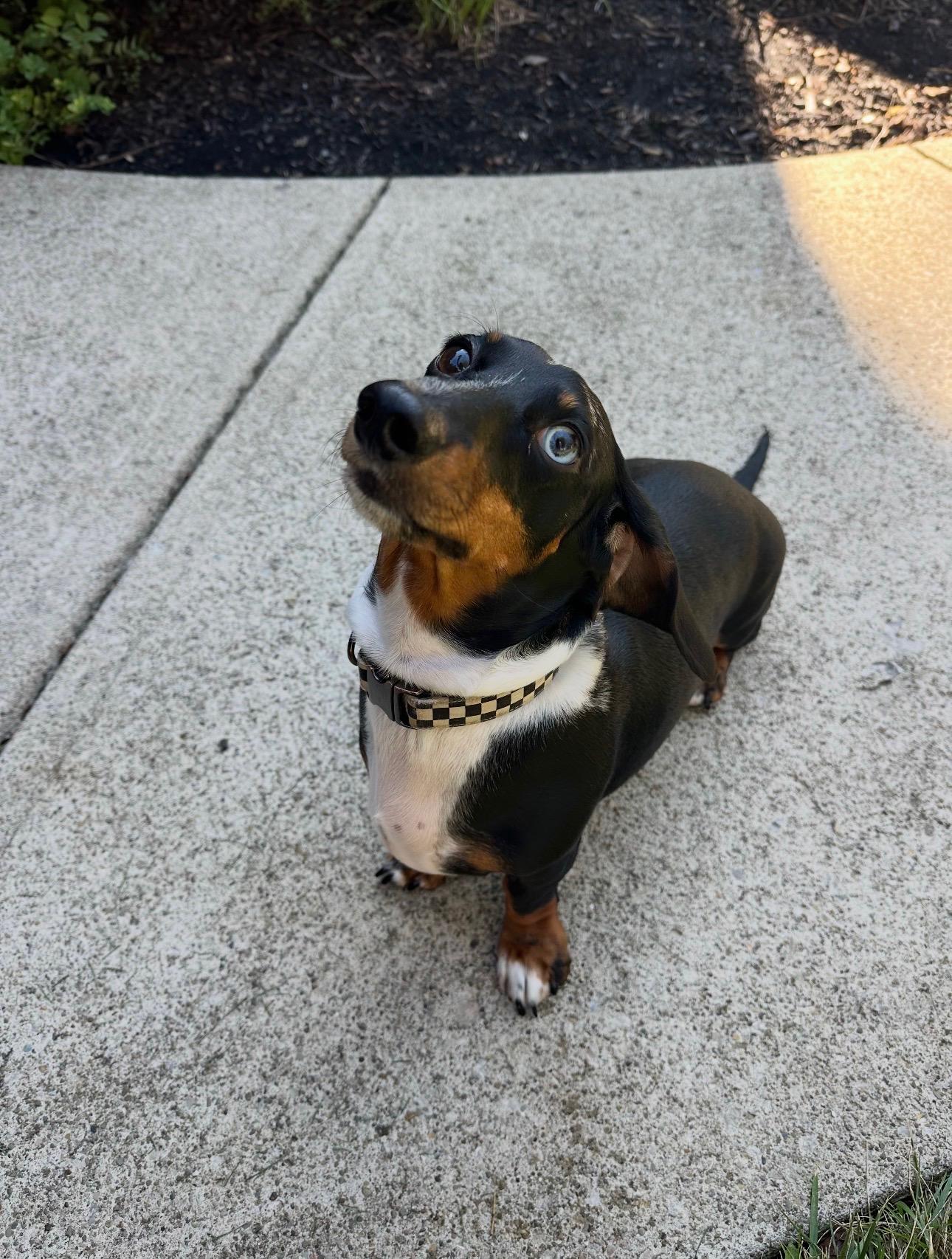 Enlarge Max - OHIO ONLY, a ADOPTABLE Dachshund in Lebanon, OH image 3/3