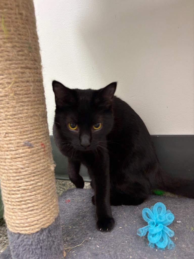 Enlarge Mazie, a Adoptable mixed breed in Findlay, OH image 1/2