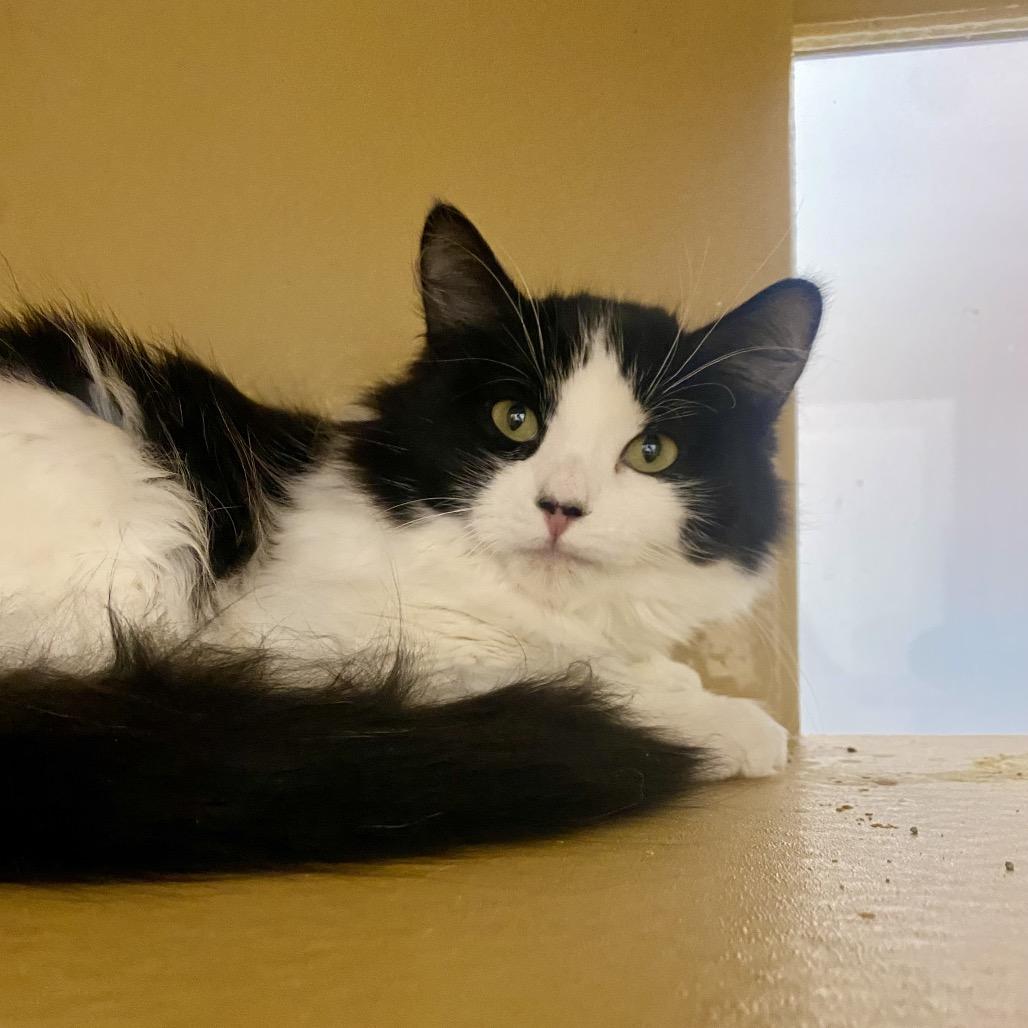 Melvin, Adoptable, Young Male Domestic Short Hair.