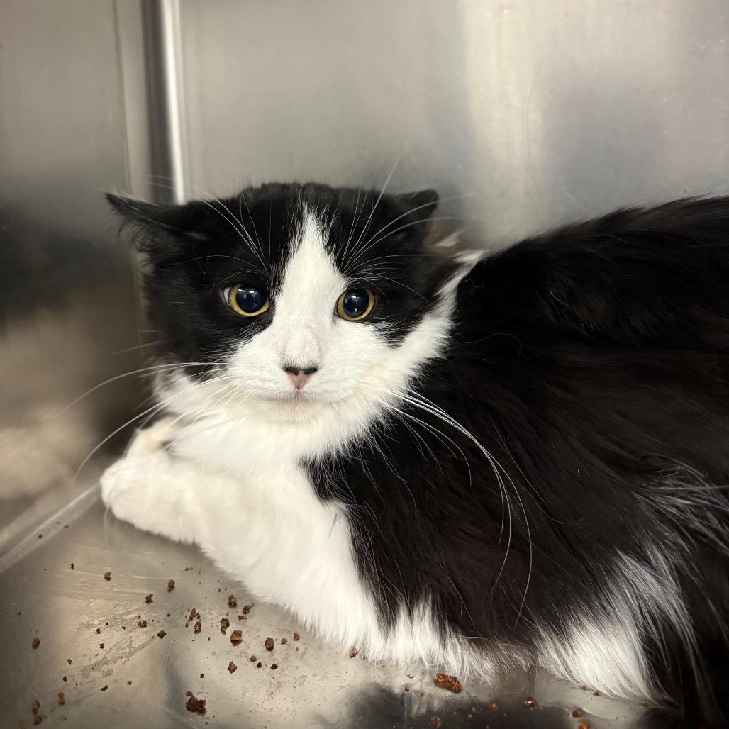 Melvin, a Adoptable Domestic Short Hair in Spokane, WA image 2/4