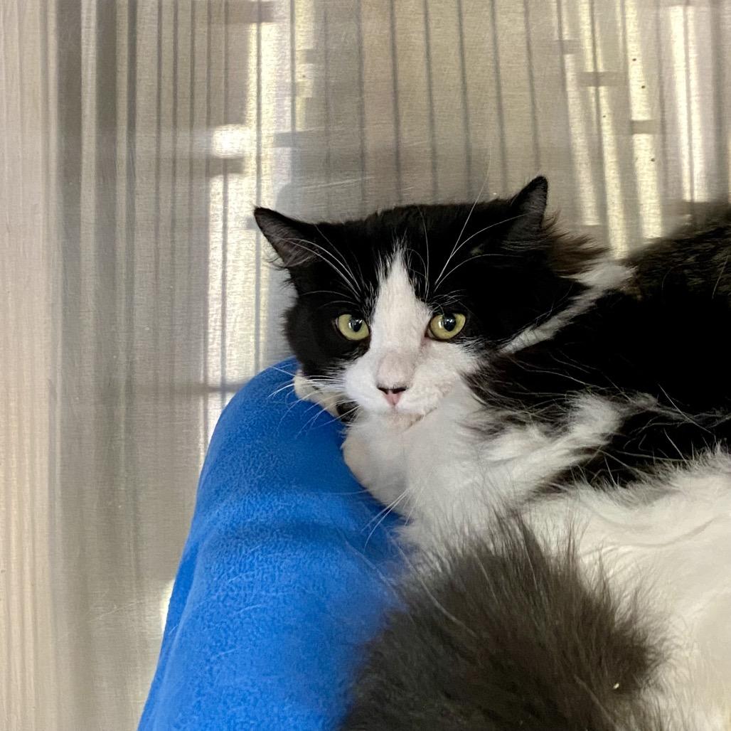 Melvin, a Adoptable Domestic Short Hair in Spokane, WA image 3/4