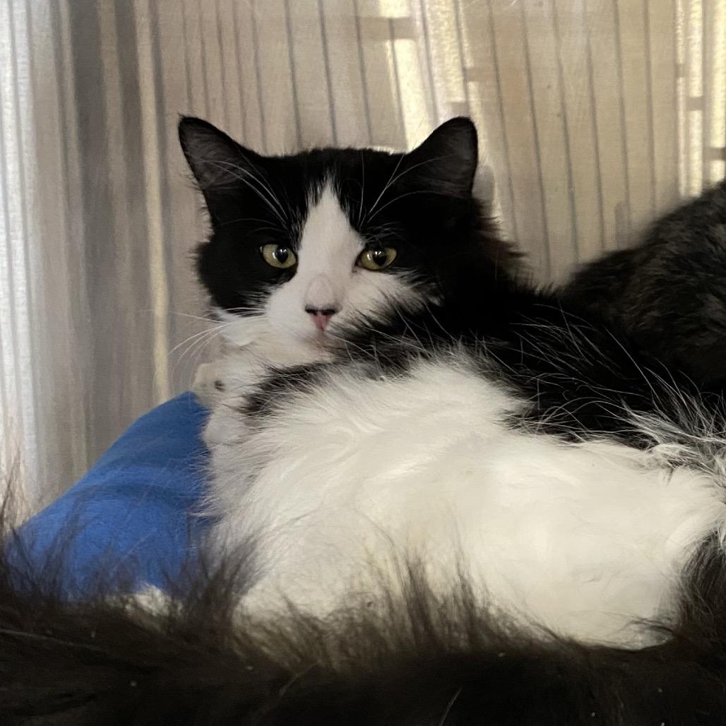 Melvin, a Adoptable Domestic Short Hair in Spokane, WA image 4/4