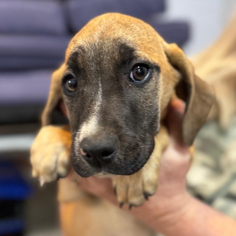 Enlarge MONICA DUTTON, a Adoptable mixed breed in lawton, OK image 1/3