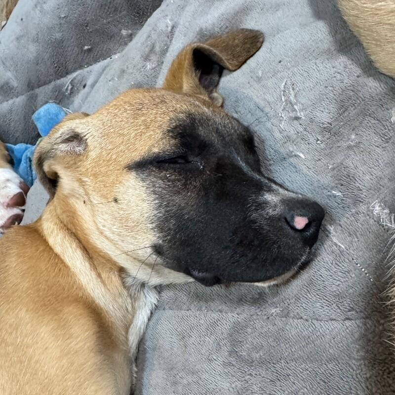 Enlarge MONICA DUTTON, a Adoptable mixed breed in lawton, OK image 3/3