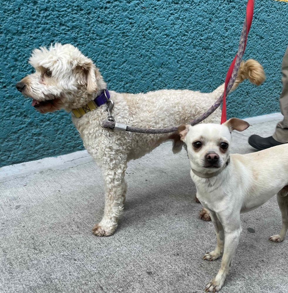 POPEYE, Adoptable, Adult Male Poodle.
