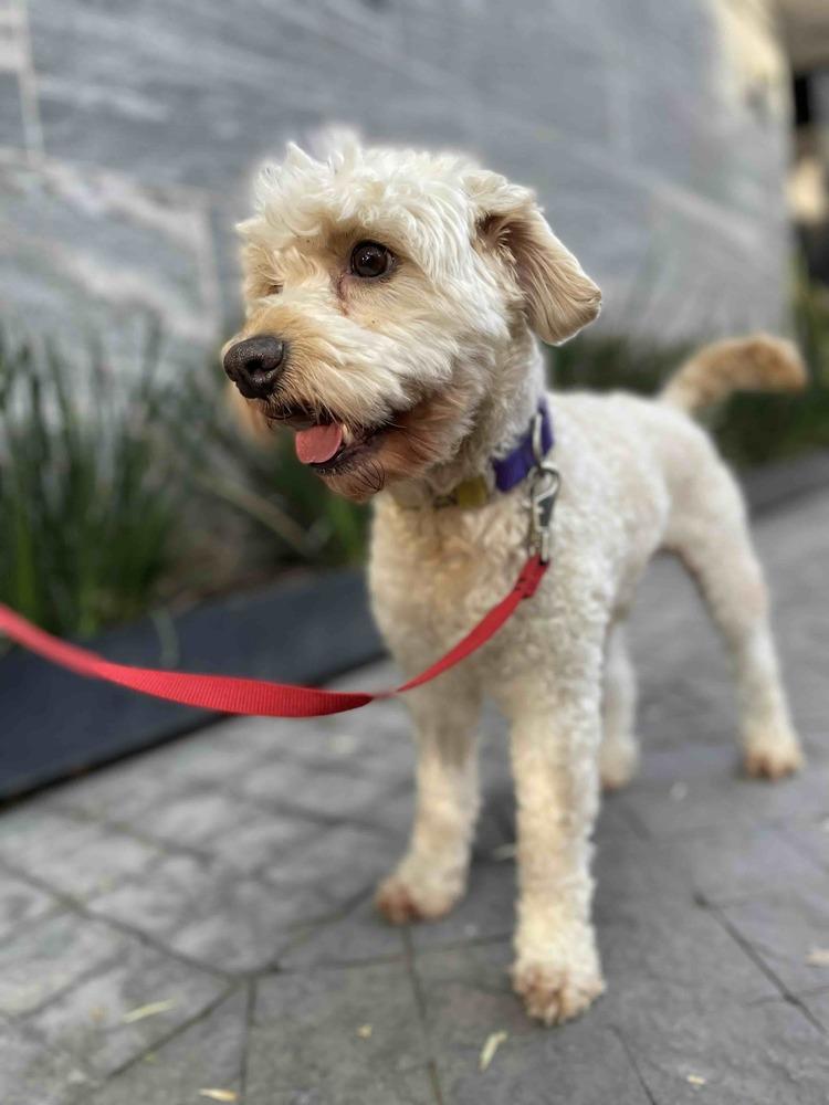 Enlarge POPEYE, a Adoptable mixed breed in Langley, BC image 2/6