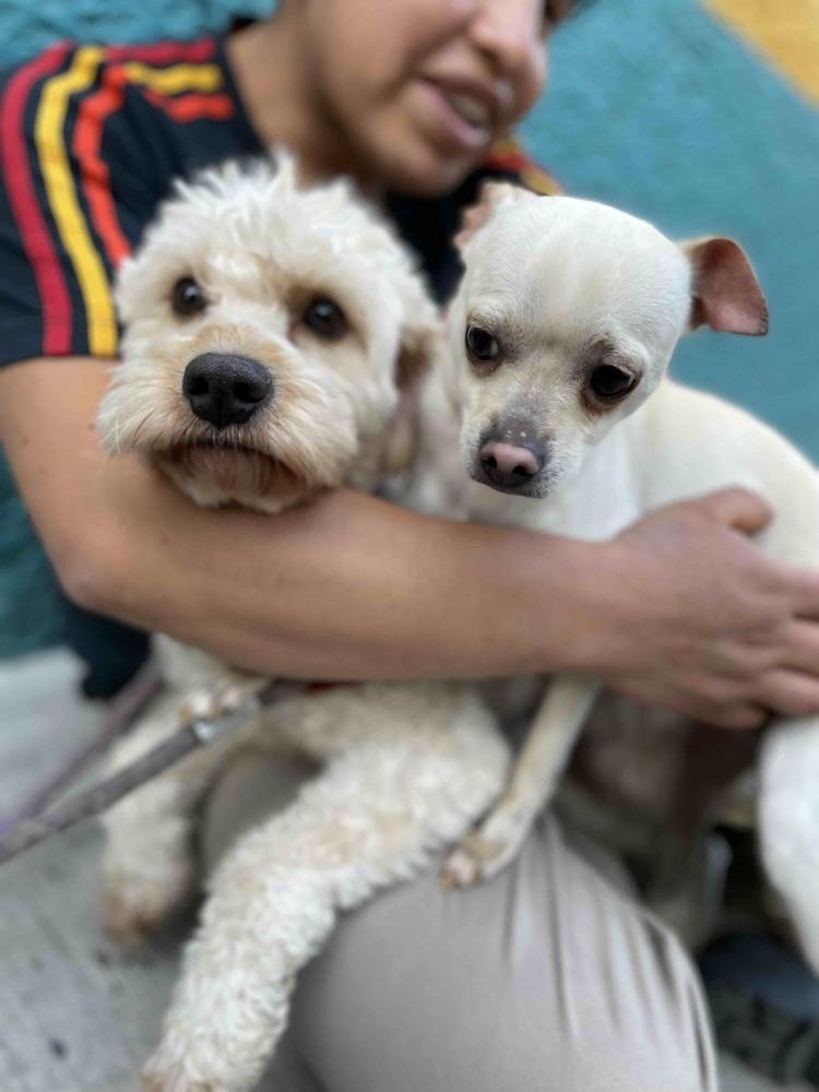 Enlarge POPEYE, a Adoptable mixed breed in Langley, BC image 3/6
