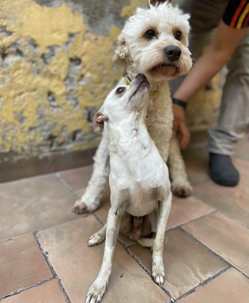 Enlarge POPEYE, a Adoptable mixed breed in Langley, BC image 5/6