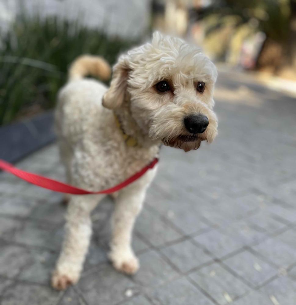 Enlarge POPEYE, a Adoptable mixed breed in Langley, BC image 6/6