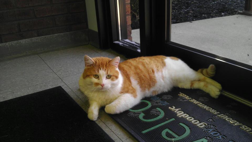 Enlarge Torch, a Adoptable Domestic Short Hair in Clarksville, IN image 1/4