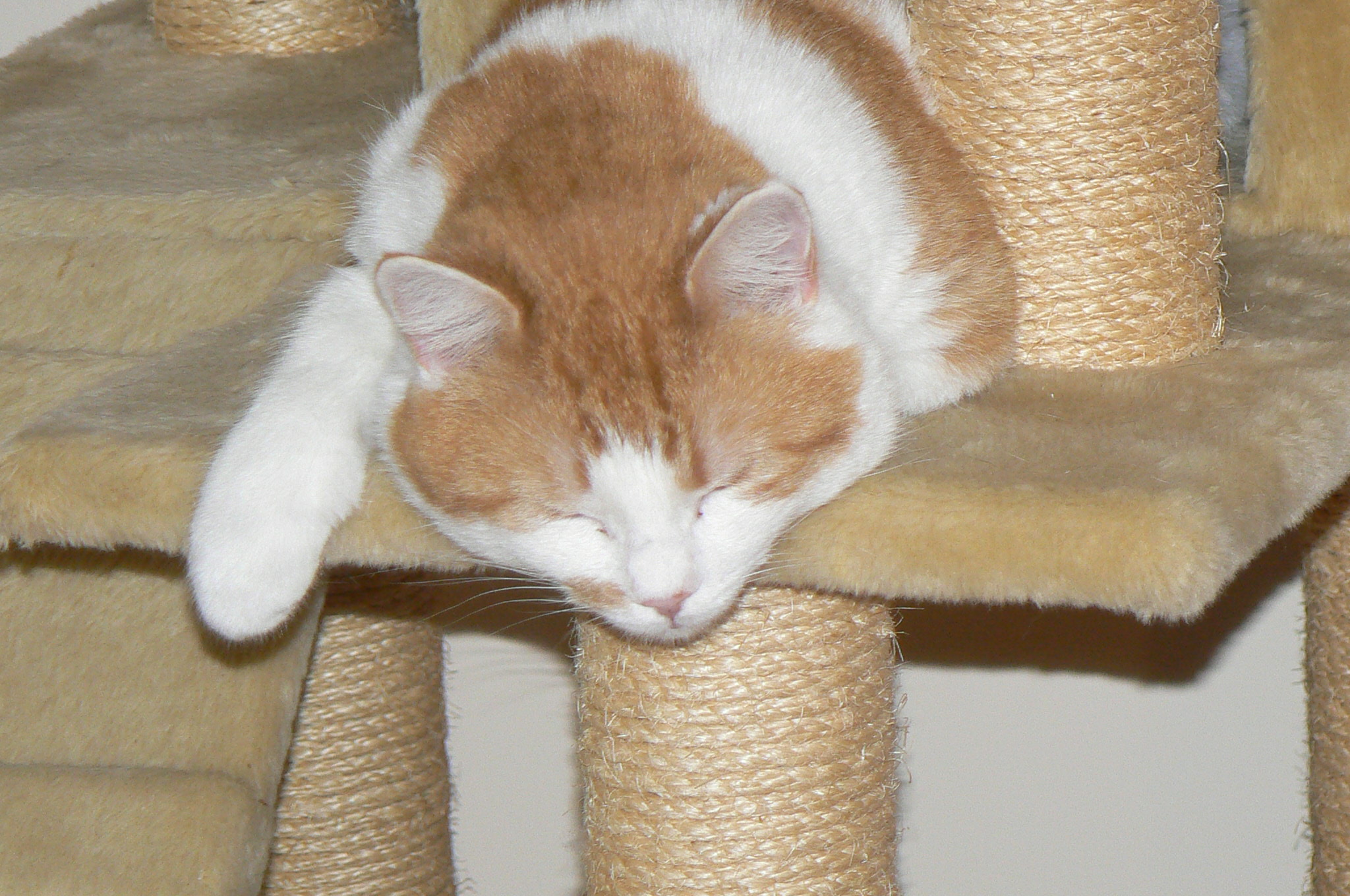 Enlarge Torch, a Adoptable Domestic Short Hair in Clarksville, IN image 2/4