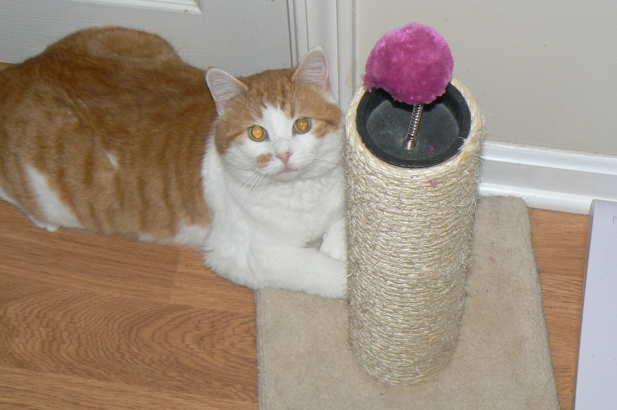 Enlarge Torch, a Adoptable Domestic Short Hair in Clarksville, IN image 3/4