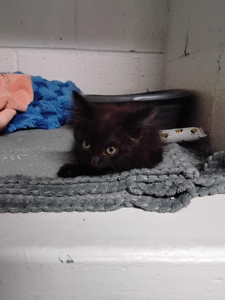 Meowth, Adopted, Kitten Male Domestic Medium Hair.