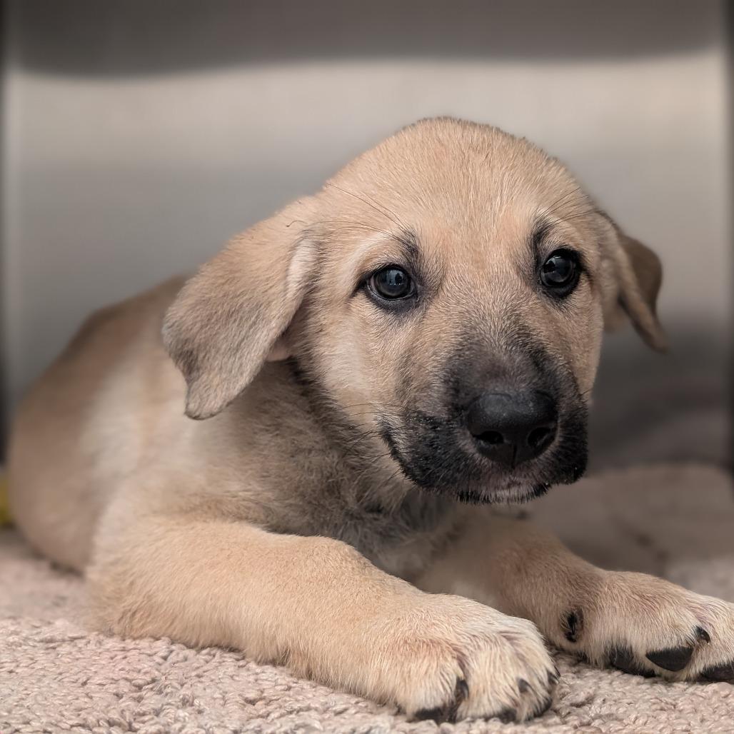 Enlarge Maple, a Adoptable German Shepherd Dog in Asheville, NC image 1/1