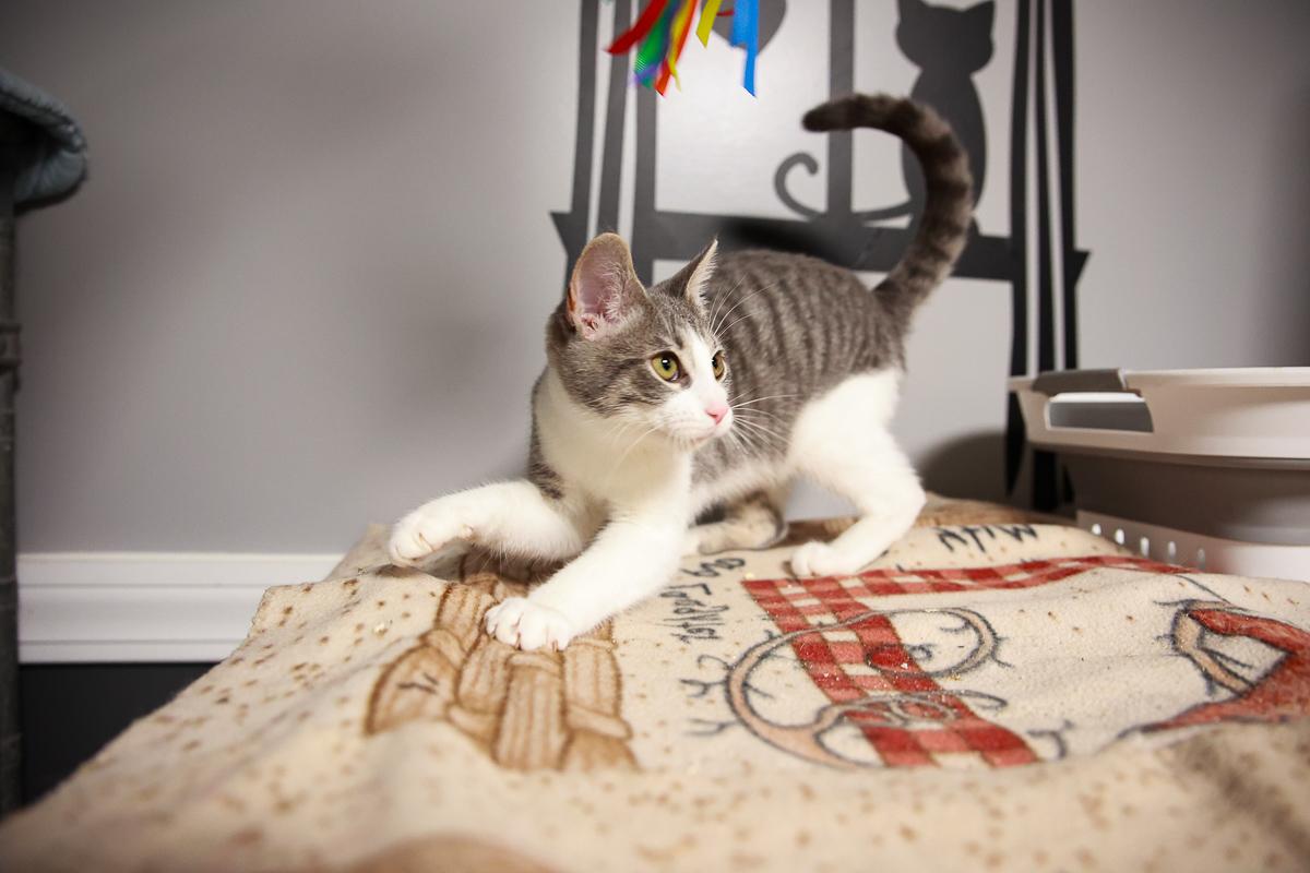 Enlarge Ivy, an adopted Domestic Short Hair in Loogootee, IN image 2/2