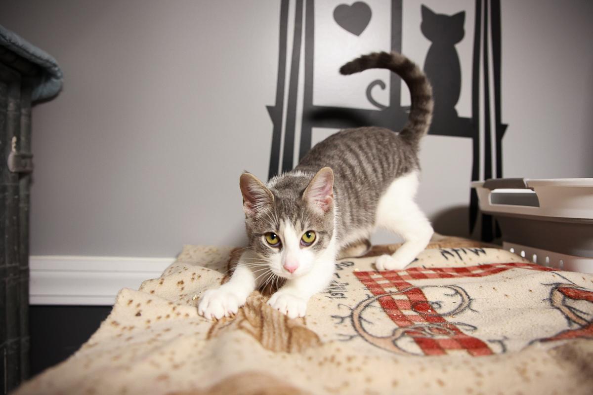 Enlarge Ivy, an adopted Domestic Short Hair in Loogootee, IN image 1/2