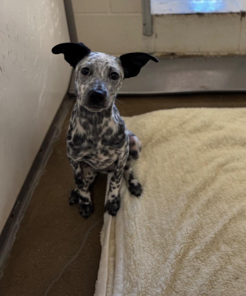 Siren/ Sadie*, a Adopted mixed breed in Belton, TX image 1/2