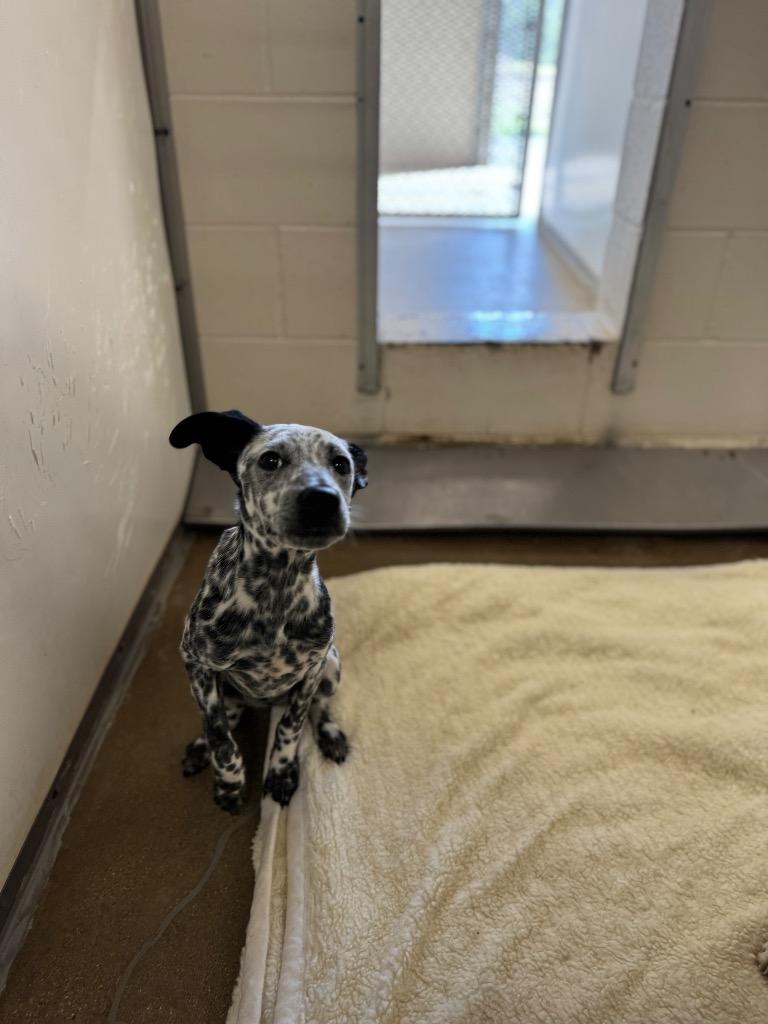 Siren/ Sadie*, a Adopted mixed breed in Belton, TX image 2/2