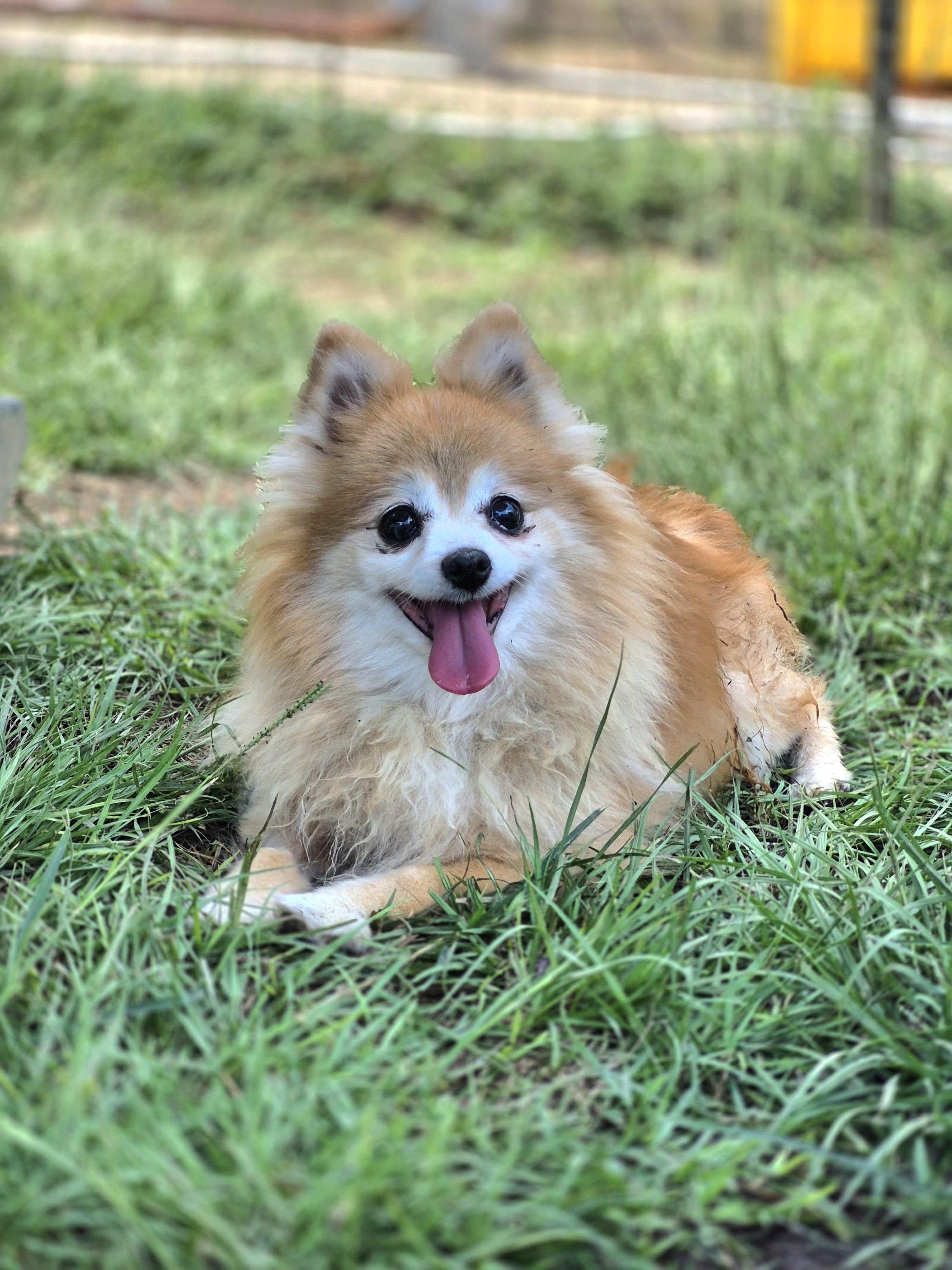 Lulu thumbnail 4