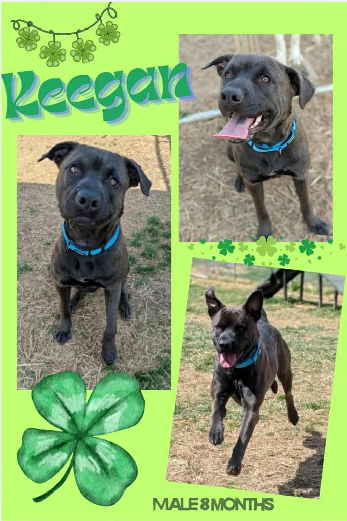 Enlarge Keegan, a Adoptable mixed breed in Blountville, TN image 1/1