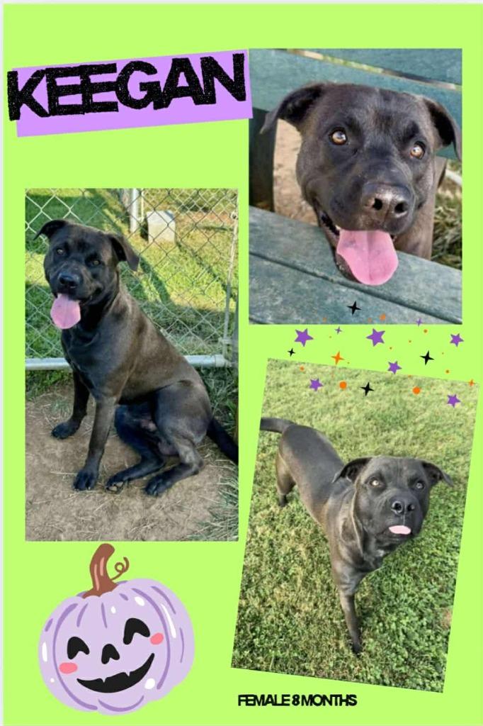 Enlarge Keegan, a Adoptable mixed breed in Blountville, TN image 1/1