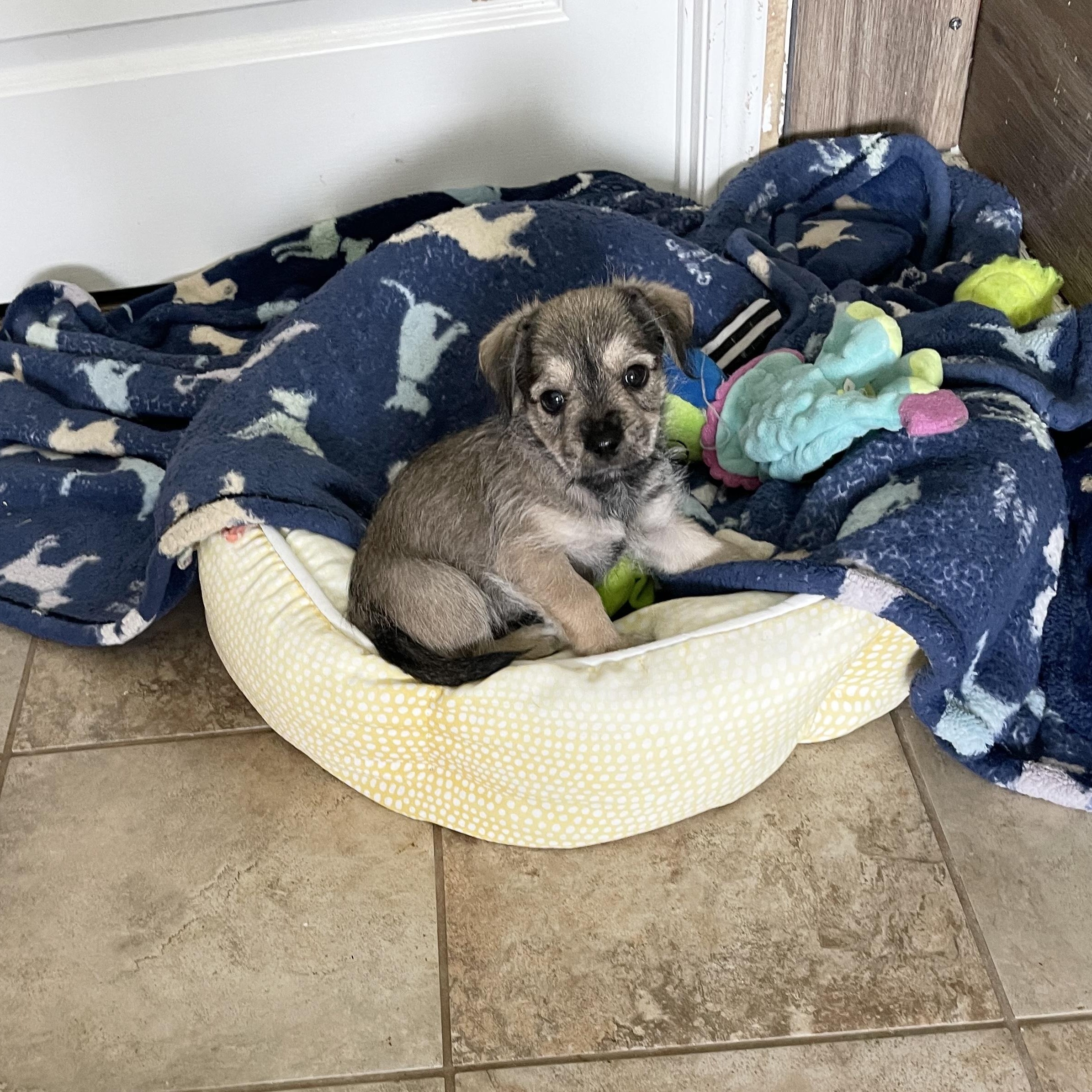 Cuddly Cassidy thumbnail 2