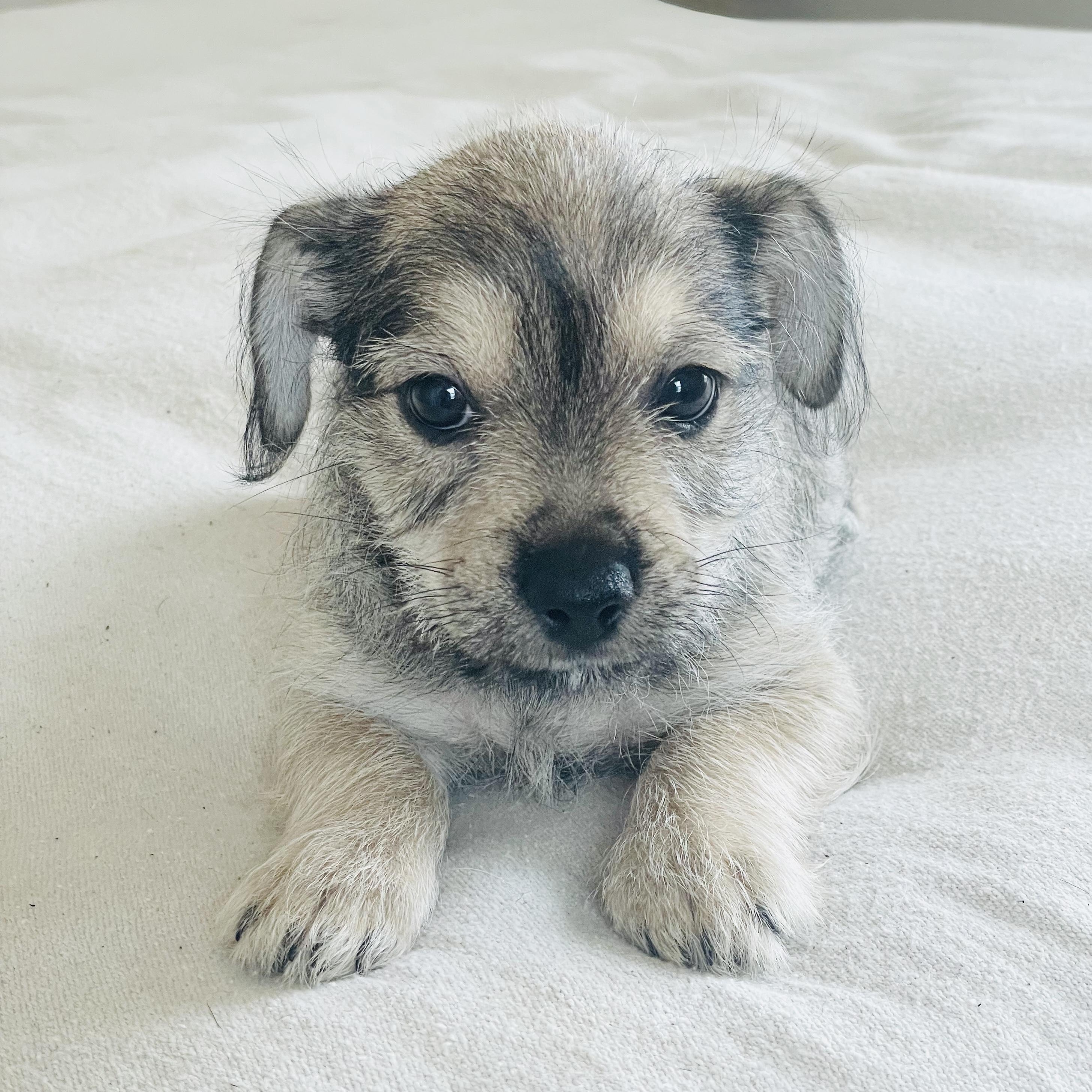 Cuddly Cassidy thumbnail 4