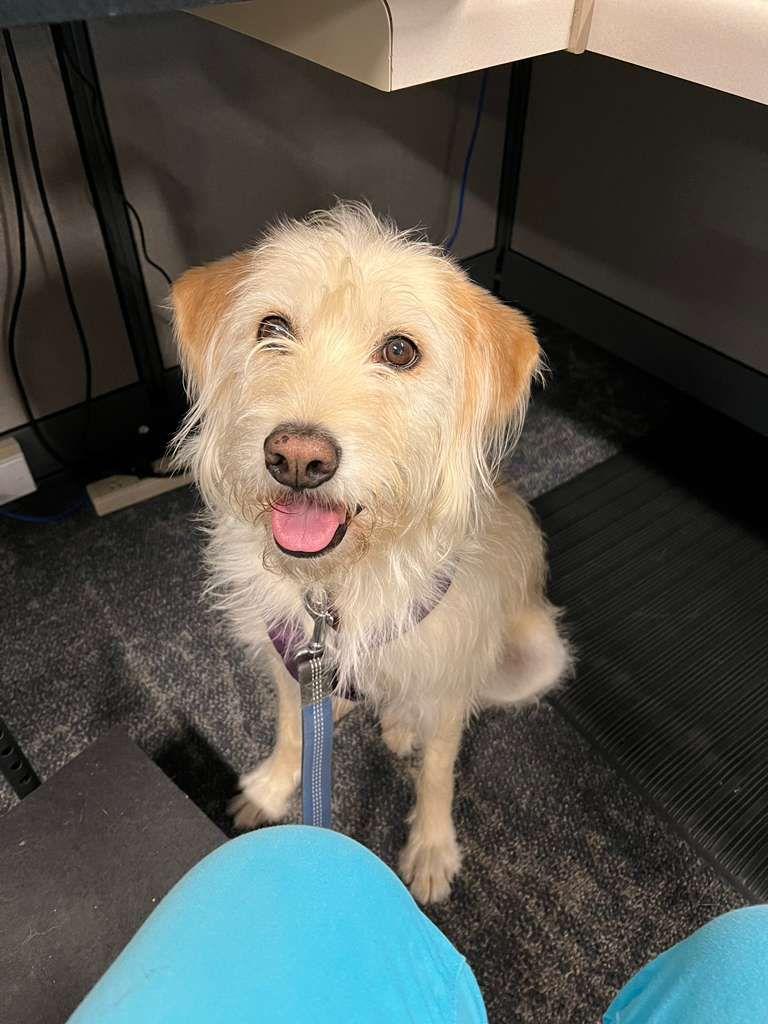 Mila, Adopted, Adult Female Irish Terrier.