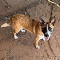 Panda, adoptable, Young Female Cattle Dog.