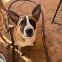 Enlarge Panda, an adoptable mixed breed in Wichita Falls, TX image 2/3