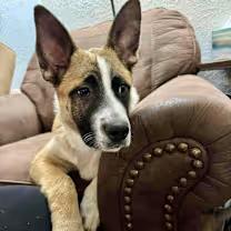 Enlarge Panda, an adoptable mixed breed in Wichita Falls, TX image 3/3