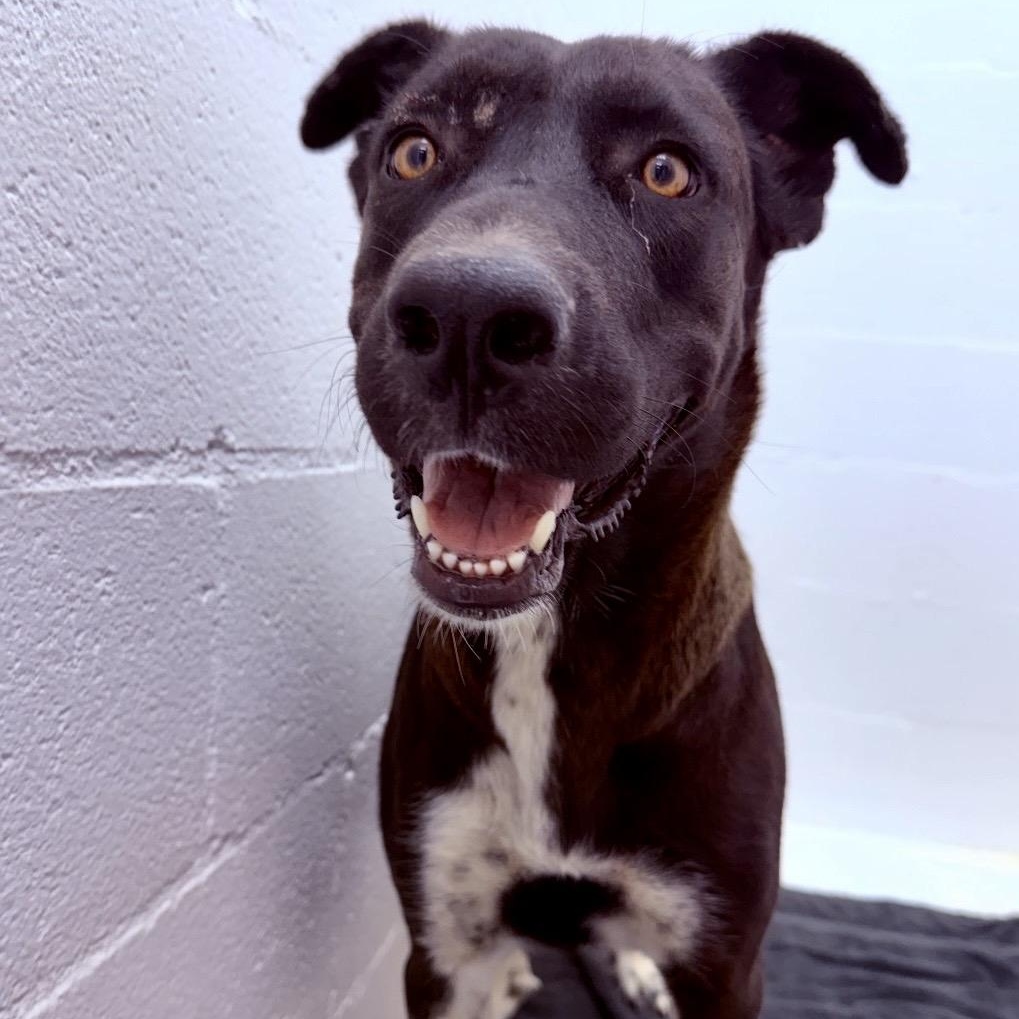 Candy, ADOPTABLE, Adult Female Labrador Retriever.