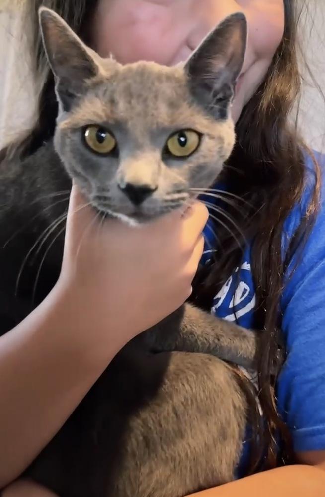 Misty Blue, a Adoptable Domestic Short Hair in Gardena, CA image 2/3